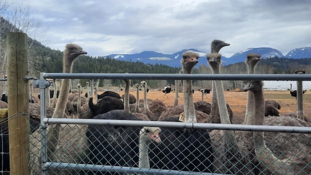 BC Premier “Lostrated” لا يظهر CFIA “مرونة” على نعام النعام ، يرفض مكب النفايات أخذ جثث